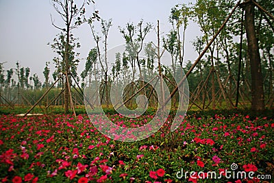 Green Expo Garden in Zhengzhou Editorial Stock Photo