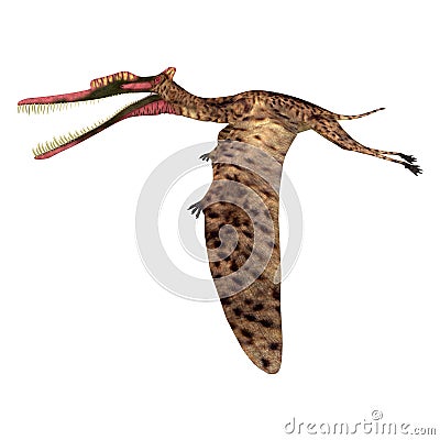 Zhenyuanopterus Pterosaur Flying Stock Photo