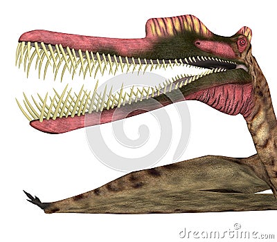 Zhenyuanopterus Pterosaur Head Stock Photo