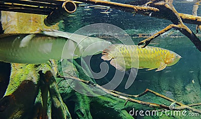 Zhuhai Hengqin Chimelong Marine Science Park Aquarium Golden Arowana Scleropages Formosus Jumping Hunter Giant Dragon Fish Tank Stock Photo