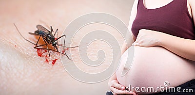 Zika pregnancy fear medical concept and virus danger concept. Stock Photo