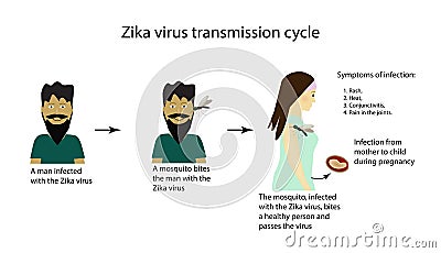 Zika virus transmission cycle. Infographics. Vector Illustration