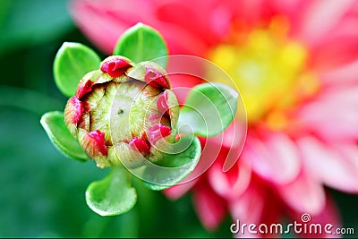 Zinnia Bud Stock Photo