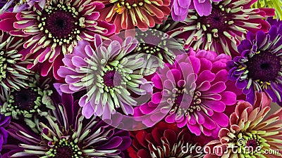 Zinnia Daisy Flowers Blooming Zinnia Daisy Flowers Blooming