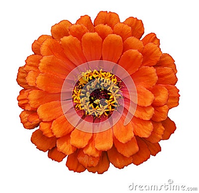 Zinnia elegans Stock Photo