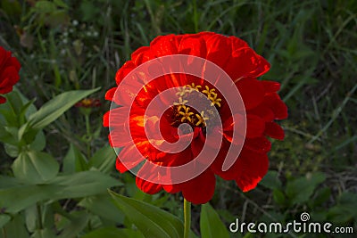 Zinnia elegans Stock Photo