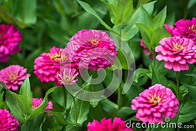 Flowers. Stock Photo