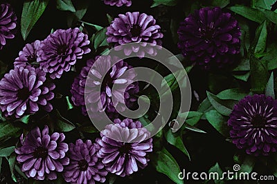 Zinnia elegans, violacea blooming purple flowers as noisy dark vintage botanical floral wallpaper backdrop background pattern Stock Photo