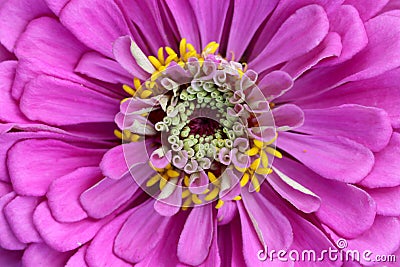 Zinnia flower Stock Photo