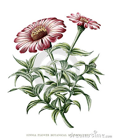 Zinnia flower botanical vintage illustration clip art isolated on white background Cartoon Illustration