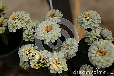 Zinnia flower in the garden Stock Photo