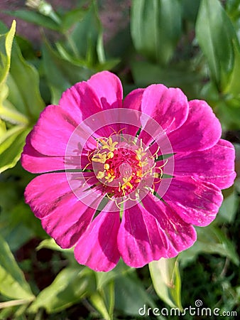 Zinnia flower, isolated in a garden, front view, vibrant color, also known as the raincoat widow or benedict, . Stock Photo