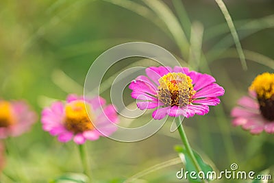 Zinnia flower on nature background Stock Photo