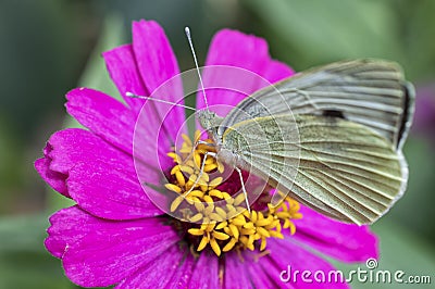 Zinnia flower with Small White butterfly Stock Photo