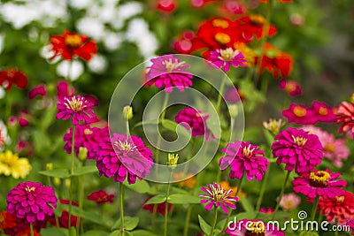 Zinnia flowers Stock Photo