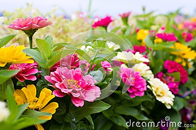 Zinnia flowers Stock Photo