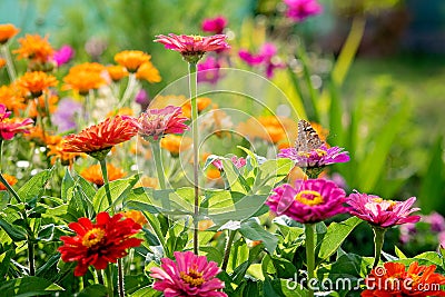 Zinnia flowers Stock Photo