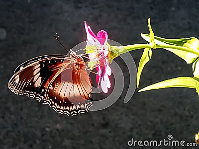 zinnia flowers wriggle with brown butterflies Stock Photo