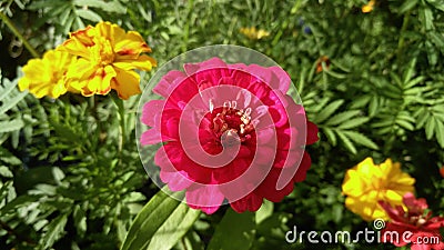 Zinnia, large mauve flower medium of yellow French marigolds and lush greenery Stock Photo