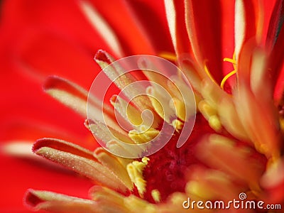 Zinnia Macro Stock Photo