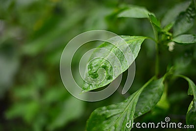 Zinnia plant leaves Stock Photo