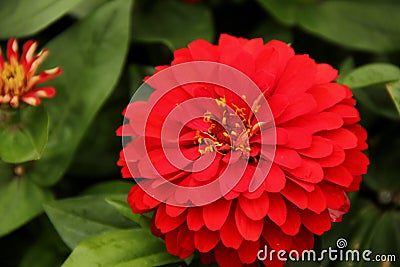 Zinnia Stock Photo