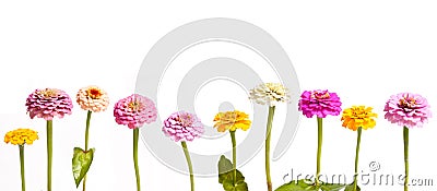 Zinnia in a Row Stock Photo