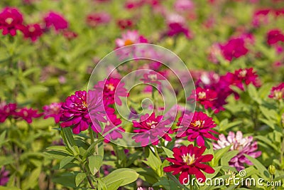 Zinnia Violacea Cav Flower Stock Photo