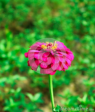 Zinnia Stock Photo