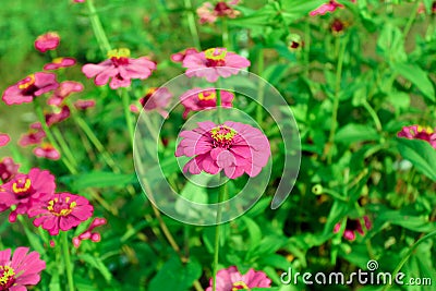 Zinnia Stock Photo