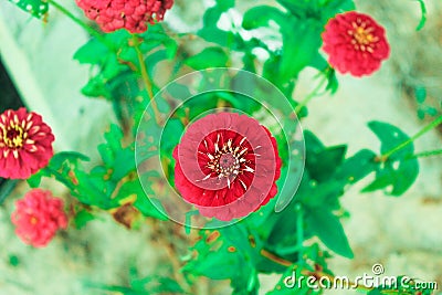 Zinnia Stock Photo