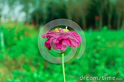 Zinnia Stock Photo