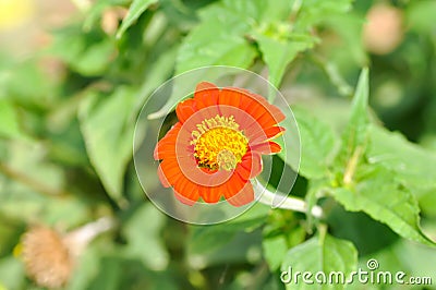 Zinnia violacea Cav, Z violacea or Plantae, Asteraceae or Magnoliopsida or Zinnia violacea Stock Photo