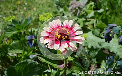 Zinnia Whirligig flower with multicoloured pink petals Stock Photo