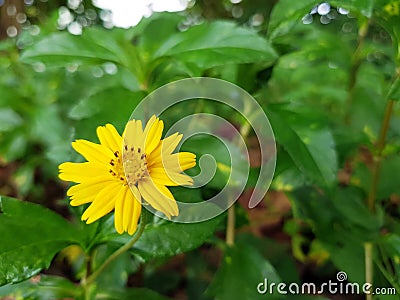 Zinnia flowers make a massive burst of color in your garden Stock Photo