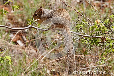 Zion National Park Rock Squirrel Stock Photo