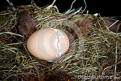 Zipping egg shell Stock Photo