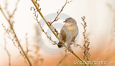 Zitting cisticola Stock Photo