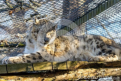 Ziva and Nuri majestic Snow Leopards at Howletts Zoo Stock Photo