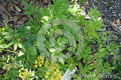 Zizia aurea, golden alexanders, golden zizia Stock Photo