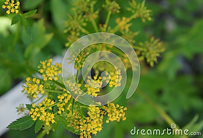 Zizia aurea, golden alexanders, golden zizia Stock Photo