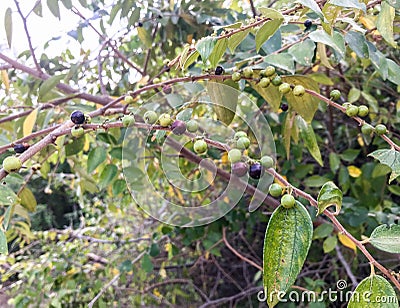 Ziziphus oenoplia Sri Lanka wild fruit Stock Photo