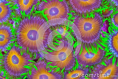 Zoanthids Stock Photo