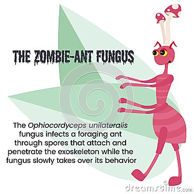 Ophiocordyceps unilateralis the zombie ant fungus vector illustration Stock Photo