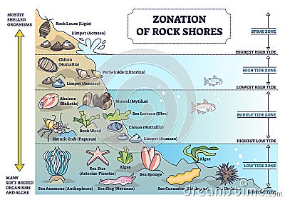 Zonation of rock shores with underwater species and organisms outline diagram Vector Illustration
