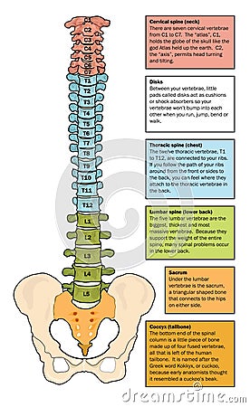 Zones of the spine Vector Illustration