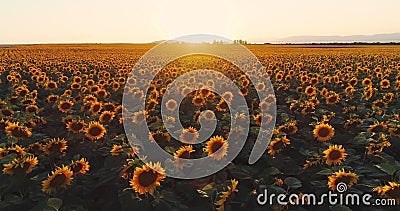 Zonnebloemgebied bij zonsondergang, bloeiende zonnebloemen Panoramische luchthommelmening Zonnebloemgebied bij zonsondergang, bloeiende zonnebloemen Panoramische luchthommelmening