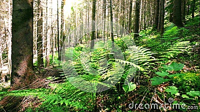 Zonnige ochtend in diep bemost hooglandbos met het wilde vareninstallatie groeien bij Karpatische bergen stock footage Zonnige ochtend in diep bemost hooglandbos met het wilde vareninstallatie groeien bij Karpatische bergen stock footage