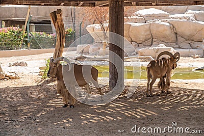 Zoo in Al Ain, United Arab Emirates. Nubian Ibexes detail. Stock Photo