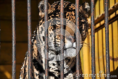 Zoo animals cell cage tiger lion jail freedom Editorial Stock Photo